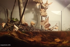 2015_biotope_aquarium_e_11_1-1024x586 2015_biotope_aquarium_e_11_1-1024x586