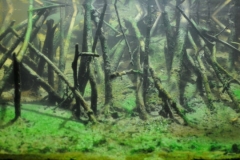 2015_biotope_aquarium_e_12_1-1024x360 2015_biotope_aquarium_e_12_1-1024x360