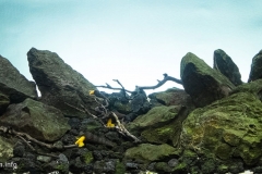 2015_biotope_aquarium_e_13_1-1024x471 2015_biotope_aquarium_e_13_1-1024x471