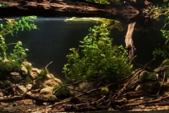 2015_biotope_aquarium_e_14_1-1024x327 2015_biotope_aquarium_e_14_1-1024x327