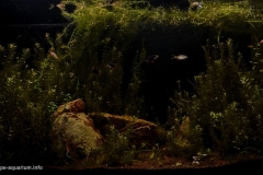 2015_biotope_aquarium_e_15_1-1024x605 2015_biotope_aquarium_e_15_1-1024x605
