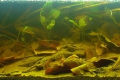 2015_biotope_aquarium_e_16_1-1024x177 2015_biotope_aquarium_e_16_1-1024x177