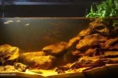 2015_biotope_aquarium_e_17_1-1024x558 2015_biotope_aquarium_e_17_1-1024x558