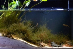2015_biotope_aquarium_e_18_1-1024x610 2015_biotope_aquarium_e_18_1-1024x610