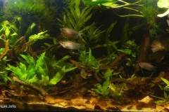 2015_biotope_aquarium_e_19_1-1024x506 2015_biotope_aquarium_e_19_1-1024x506