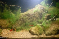 2015_biotope_aquarium_e_1_1-1024x541 2015_biotope_aquarium_e_1_1-1024x541
