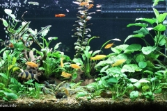 2015_biotope_aquarium_e_3_1-1024x511 2015_biotope_aquarium_e_3_1-1024x511