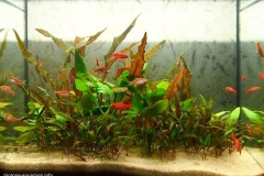 2015_biotope_aquarium_e_4_1-1024x730 2015_biotope_aquarium_e_4_1-1024x730