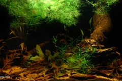 2015_biotope_aquarium_e_5_1-1024x491 2015_biotope_aquarium_e_5_1-1024x491