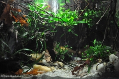 2015_biotope_aquarium_e_6_1-1024x679 2015_biotope_aquarium_e_6_1-1024x679