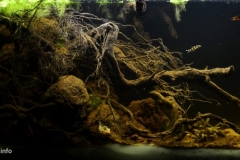 2015_biotope_aquarium_e_7_1-1024x455 2015_biotope_aquarium_e_7_1-1024x455