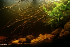 2015_biotope_aquarium_e_8_1-1024x509 2015_biotope_aquarium_e_8_1-1024x509