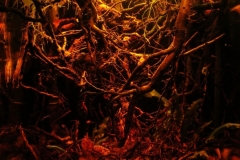 2015_biotope_aquarium_e_9_1-778x1024 2015_biotope_aquarium_e_9_1-778x1024