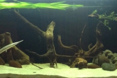 2015_biotope_aquarium_na_1_1-1024x384 2015_biotope_aquarium_na_1_1-1024x384