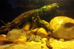 2015_biotope_aquarium_na_2_1-1024x546 2015_biotope_aquarium_na_2_1-1024x546