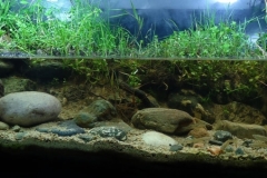 2015_biotope_aquarium_na_3_1-1024x339 2015_biotope_aquarium_na_3_1-1024x339