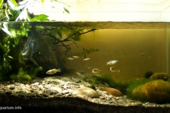 2015_biotope_aquarium_na_4_1-1024x550 2015_biotope_aquarium_na_4_1-1024x550
