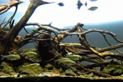 2015_biotope_aquarium_na_5_1-1024x186 2015_biotope_aquarium_na_5_1-1024x186