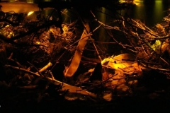 2015_biotope_aquarium_sa_10_1-1024x412 2015_biotope_aquarium_sa_10_1-1024x412