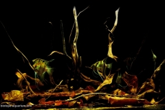 2015_biotope_aquarium_sa_11_1-1024x668 2015_biotope_aquarium_sa_11_1-1024x668