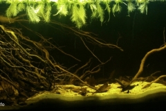 2015_biotope_aquarium_sa_12_1-1024x433 2015_biotope_aquarium_sa_12_1-1024x433