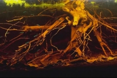 2015_biotope_aquarium_sa_13_1-1024x344 2015_biotope_aquarium_sa_13_1-1024x344