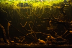 2015_biotope_aquarium_sa_14_1-1024x353 2015_biotope_aquarium_sa_14_1-1024x353
