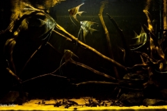 2015_biotope_aquarium_sa_15_1-1024x506 2015_biotope_aquarium_sa_15_1-1024x506