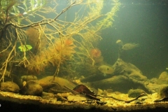 2015_biotope_aquarium_sa_16_1-1024x415 2015_biotope_aquarium_sa_16_1-1024x415