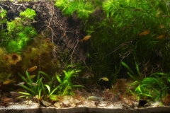 2015_biotope_aquarium_sa_17_1-1024x591 2015_biotope_aquarium_sa_17_1-1024x591