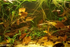 2015_biotope_aquarium_sa_18_1-1024x591 2015_biotope_aquarium_sa_18_1-1024x591
