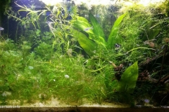 2015_biotope_aquarium_sa_19_1-1024x538 2015_biotope_aquarium_sa_19_1-1024x538