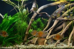 2015_biotope_aquarium_sa_1_1-1024x273 2015_biotope_aquarium_sa_1_1-1024x273
