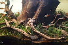 2015_biotope_aquarium_sa_3_1-1024x445 2015_biotope_aquarium_sa_3_1-1024x445