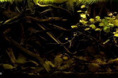 2015_biotope_aquarium_sa_4_1-1024x423 2015_biotope_aquarium_sa_4_1-1024x423