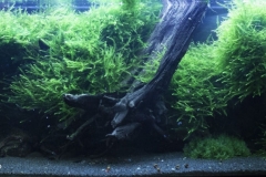 2015_biotope_aquarium_sa_5_1-1024x415 2015_biotope_aquarium_sa_5_1-1024x415
