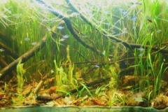 2015_biotope_aquarium_sa_6_1-1024x234 2015_biotope_aquarium_sa_6_1-1024x234