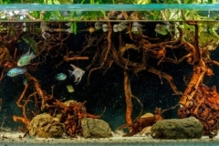 2015_biotope_aquarium_sa_7_1-1024x302 2015_biotope_aquarium_sa_7_1-1024x302