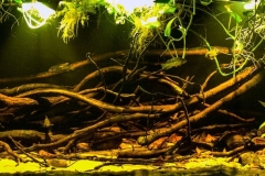 2015_biotope_aquarium_sa_8_1-1024x406 2015_biotope_aquarium_sa_8_1-1024x406