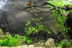 2015_biotope_aquarium_sa_9_1-1024x418 2015_biotope_aquarium_sa_9_1-1024x418