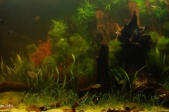 Biotope-aquarium-design-contest-2015-1-1024x484 Biotope-aquarium-design-contest-2015-1-1024x484