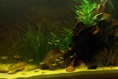 Biotope-aquarium-design-contest-2015-2-1024x484 Biotope-aquarium-design-contest-2015-2-1024x484