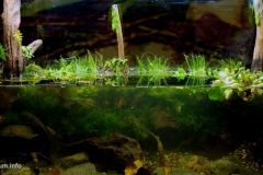 Biotope-aquarium-design-contest-2015-3-1024x489 Biotope-aquarium-design-contest-2015-3-1024x489