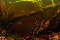 Biotope-aquarium-design-contest-2015-4-1024x484 Biotope-aquarium-design-contest-2015-4-1024x484