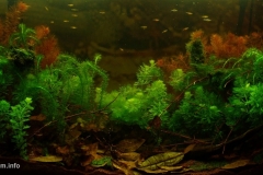 Biotope-aquarium-design-contest-2015-5-1024x483 Biotope-aquarium-design-contest-2015-5-1024x483