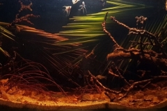 A_pool_with_black_water_in_Leticia_west_of_Amazonas_river_Colombia_1-1024x347