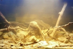 A_scenery_from_the_village_of_Nuesochihua_near_Usumacinta_river_1-1024x348