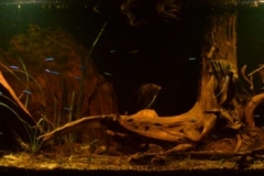 A_shady_shallow_flooded_forest_along_an_igarape_near_Manaus_1-1024x259