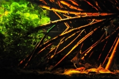 Amazonas_Manaus_Brazil_Rio_Negro_River_blackwater_biotope_1-1024x399