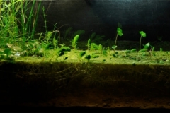 Area_of_protection_of_flora_and_fauna_of_cienegas_from_River_Lerma_Mexico_1-1024x312